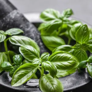 A bowl of fresh basil leaves on top of the table.