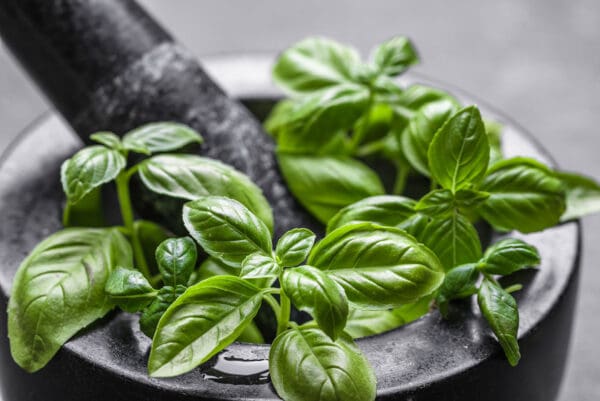 A bowl of fresh basil leaves on top of the table.