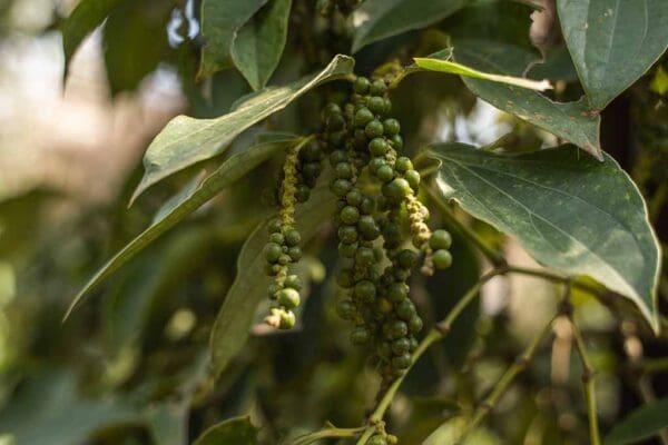 A close up of green berries on the tree