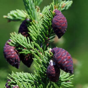 A close up of the purple cones on a tree