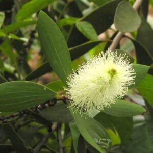 A close up of the flower on a tree