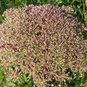 A close up of the flowers of a plant