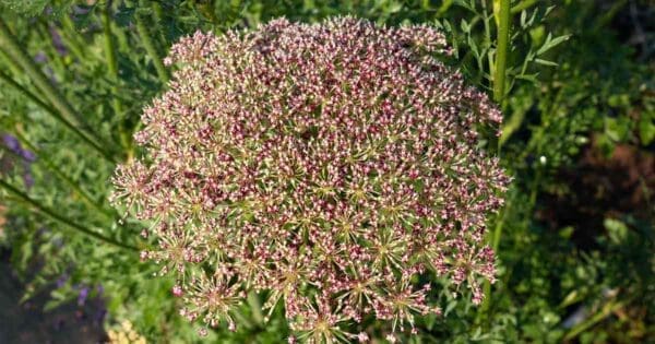 A close up of the flowers of a plant