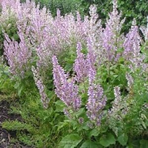 A close up of some purple flowers in the grass