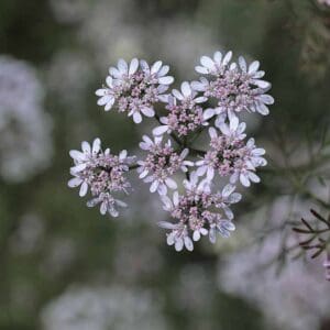 A close up of some flowers with purple and white petals