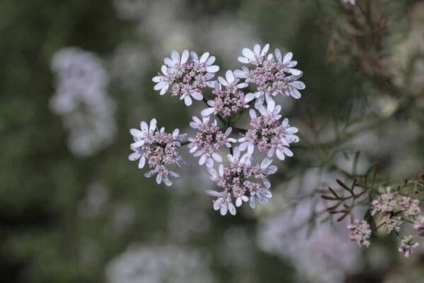 A close up of some flowers with purple and white petals