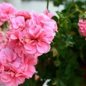 A close up of pink flowers with green leaves