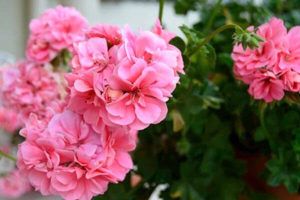 A close up of pink flowers with green leaves