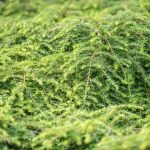 A close up of some green bushes