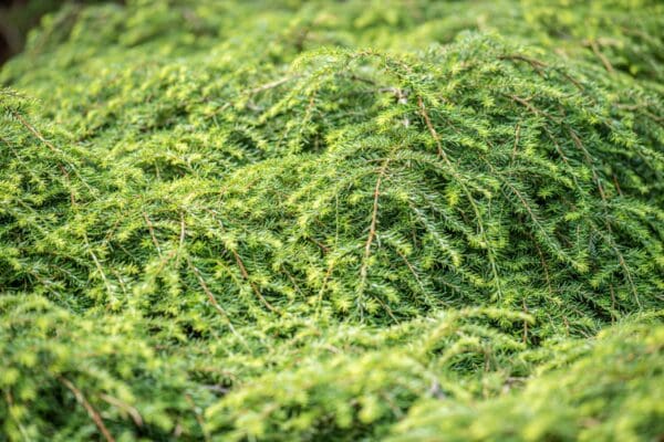 A close up of some green bushes