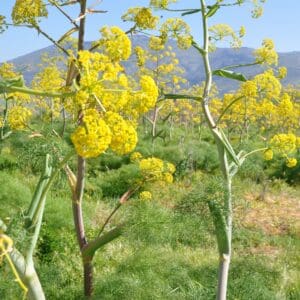 A field with yellow flowers and green grass.