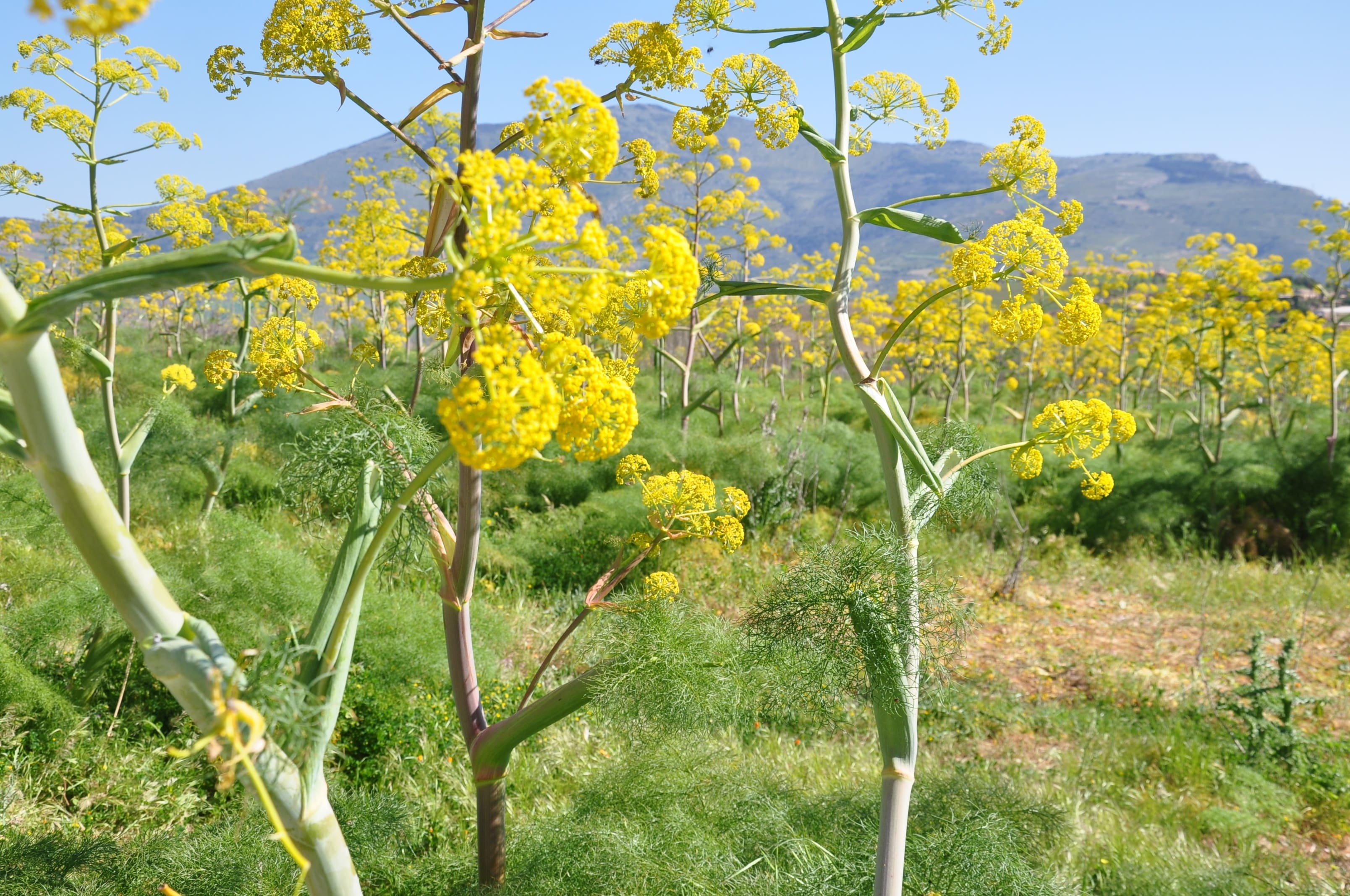 A field with yellow flowers and green grass.