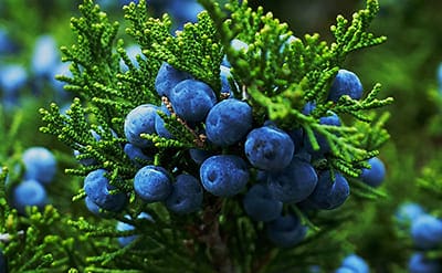 A close up of some blue berries on a tree