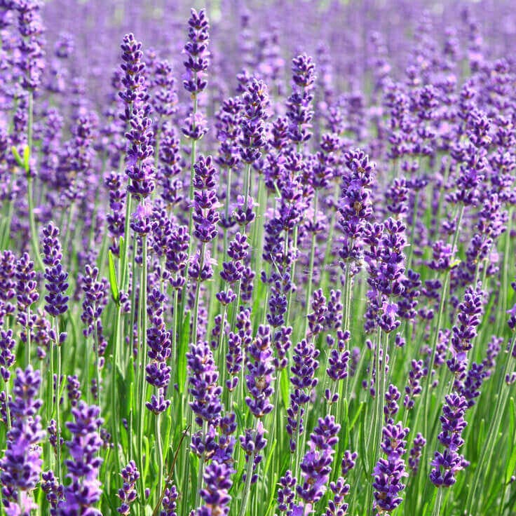 A field of purple flowers with green grass.