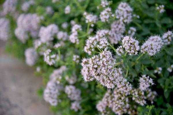 A close up of some small flowers in the grass