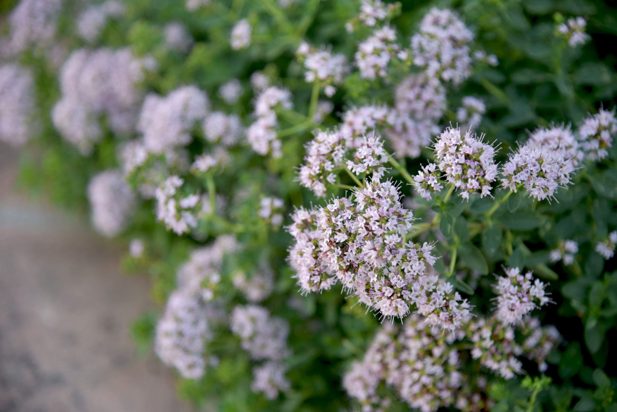 A close up of some small flowers in the grass