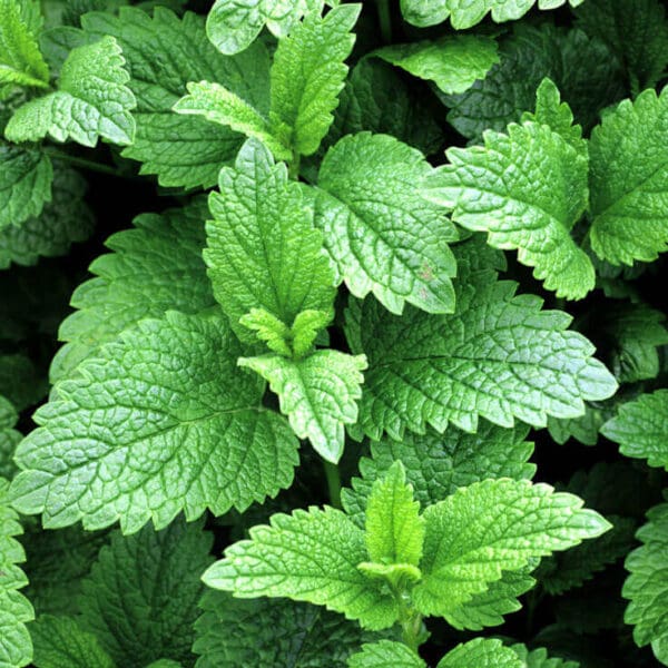 A close up of green leaves on the ground