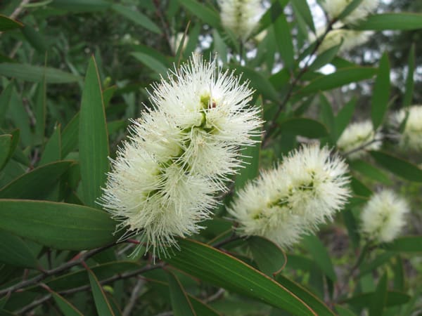 A close up of some white flowers on a tree