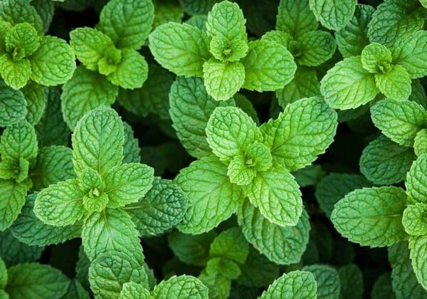 A close up of green leaves on the ground