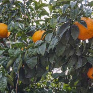 A tree with oranges hanging from it's branches.