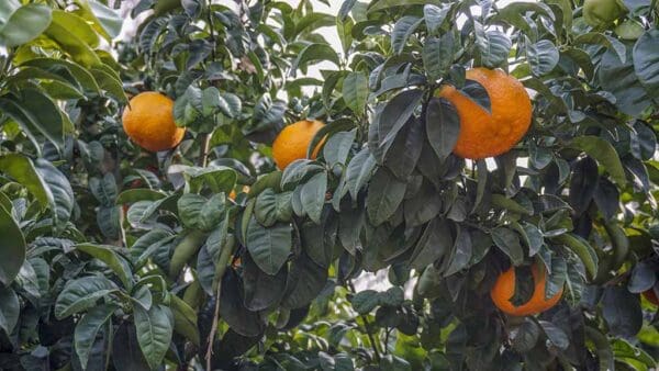 A tree with oranges hanging from it's branches.