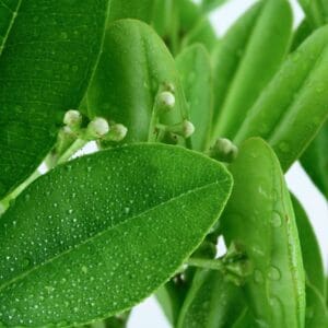 A close up of leaves and water drops on them