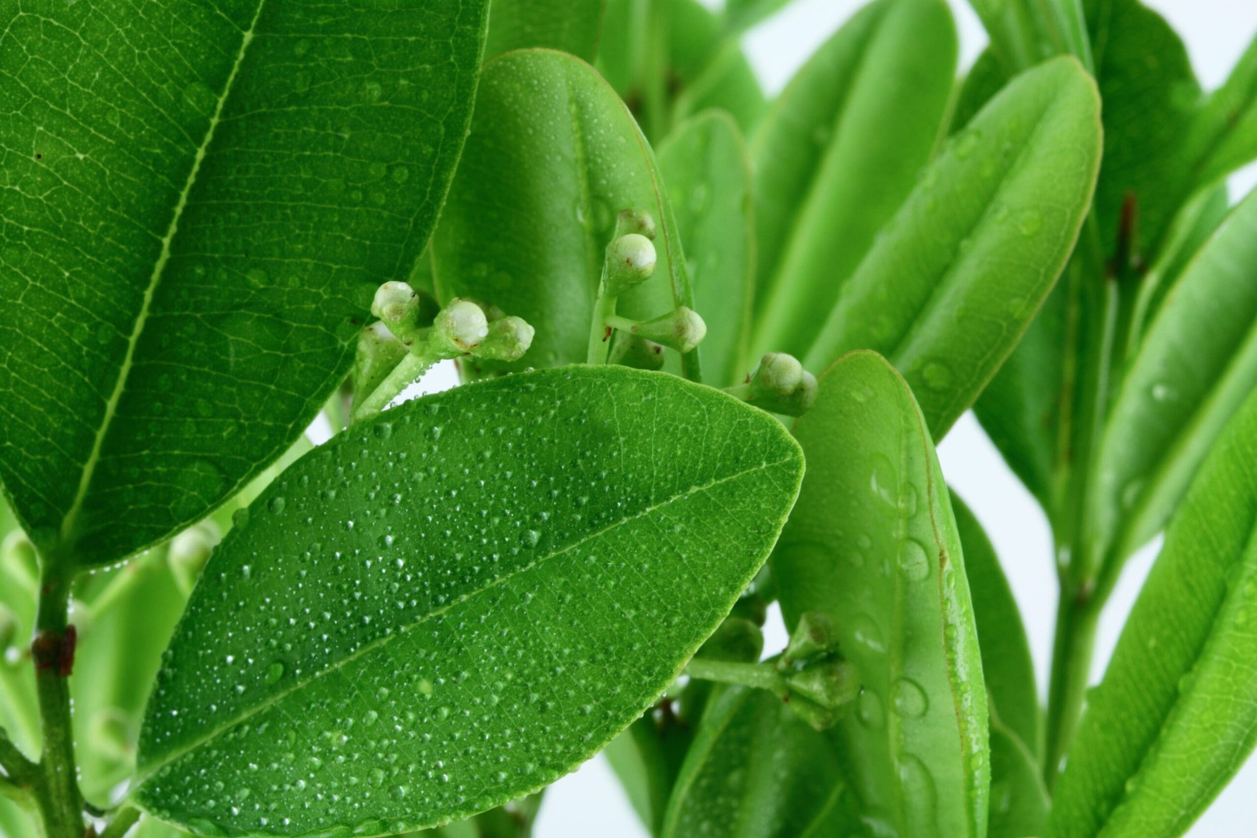 A close up of leaves and water drops on them