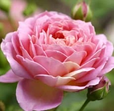 A close up of the center of a pink rose.