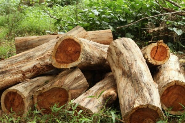 A pile of wood logs sitting in the grass.