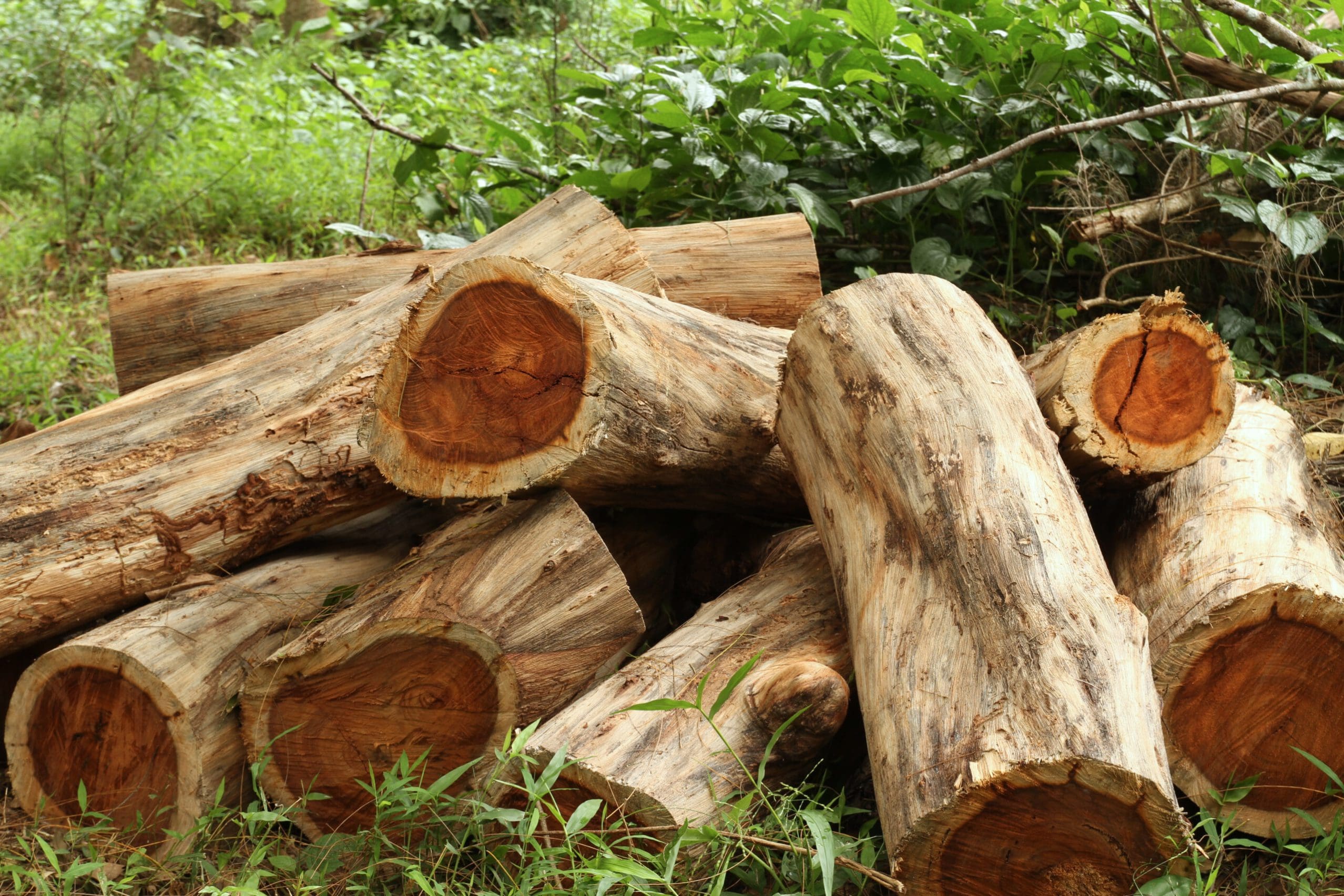 A pile of wood logs sitting in the grass.