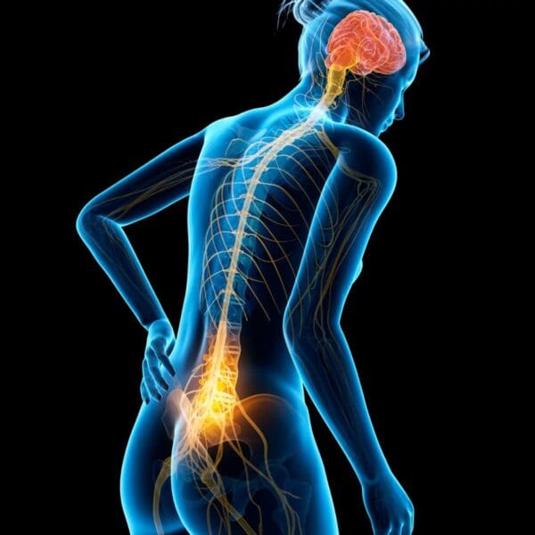 A woman with her back turned and the spinal cord in the image.