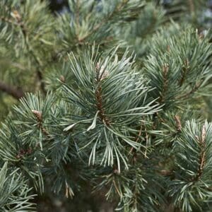 A close up of some green pine needles