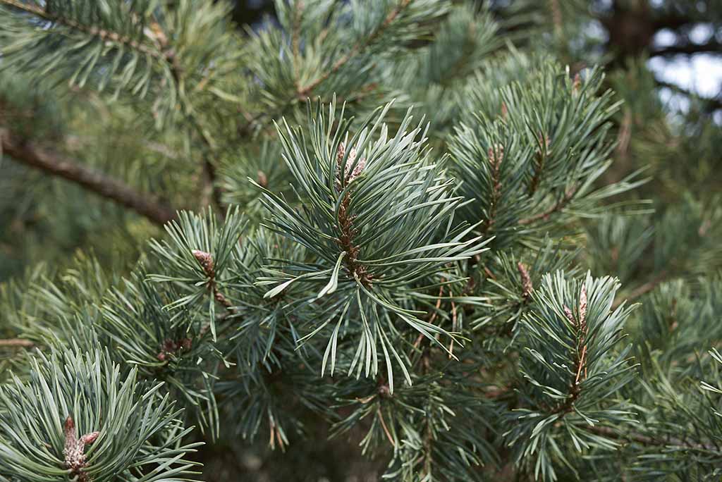 A close up of some green pine needles