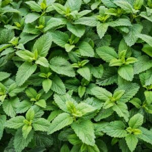 A close up of green leaves on the ground