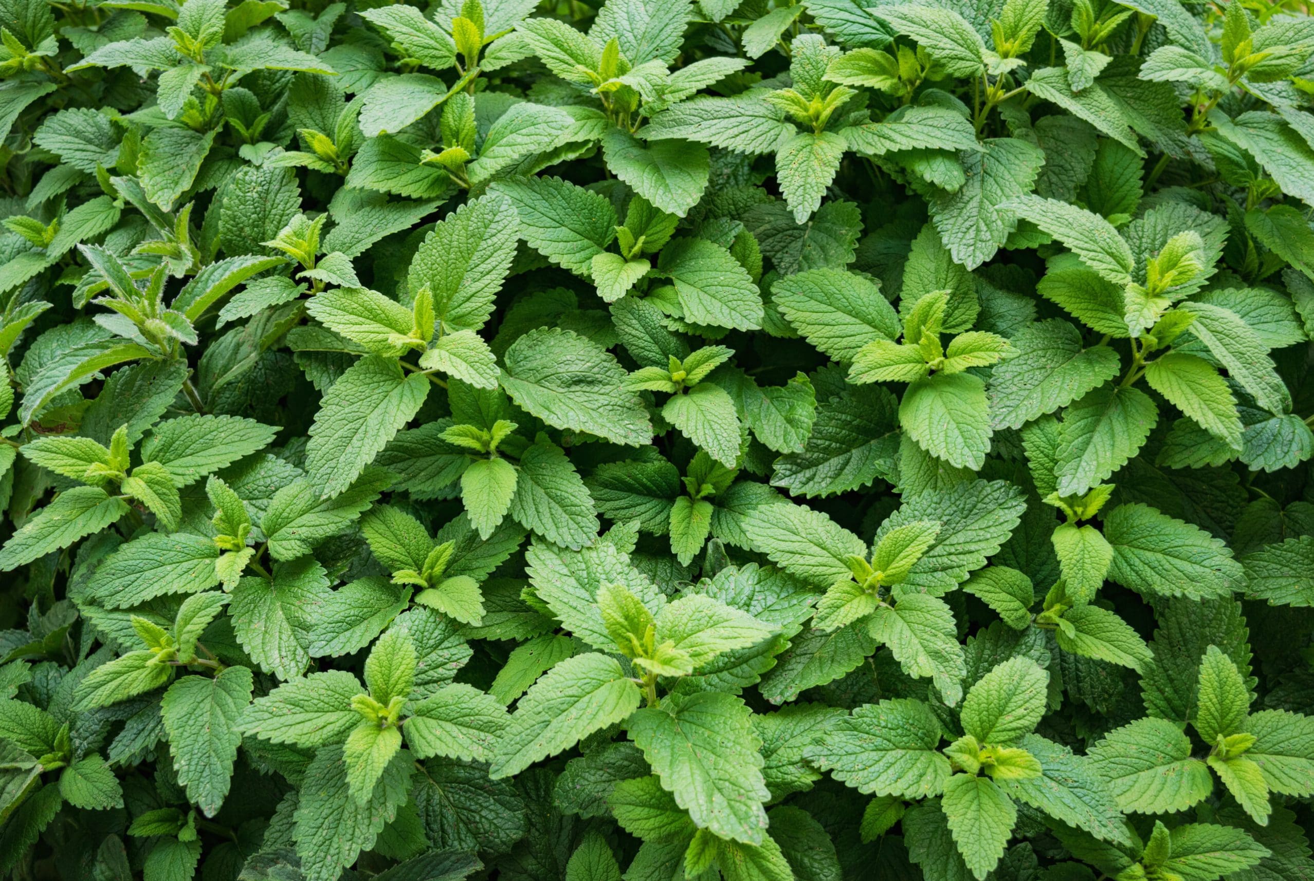 A close up of green leaves on the ground