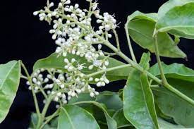 A close up of the flowers and leaves of a plant