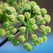 A close up of the flower head of an umbellifer plant.