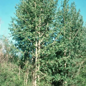 A tree with many leaves in the middle of a field.