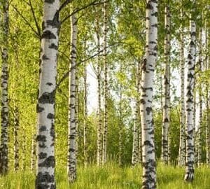 A group of trees that are in the grass.