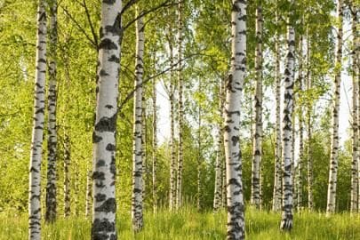 A group of trees that are in the grass.