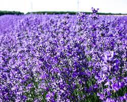 A field of purple flowers in the middle of a field.