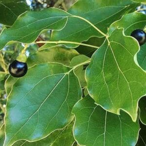 A close up of leaves with two black berries on them