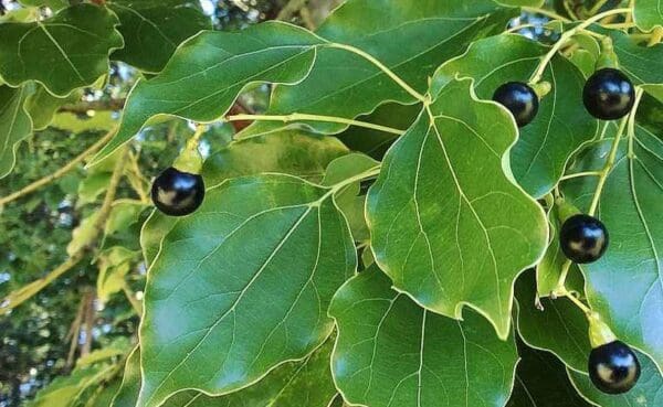 A close up of leaves with two black berries on them