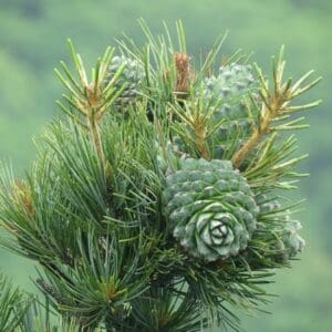 A close up of some green plants with small flowers