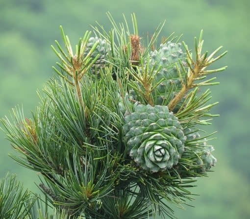 A close up of some green plants with small flowers