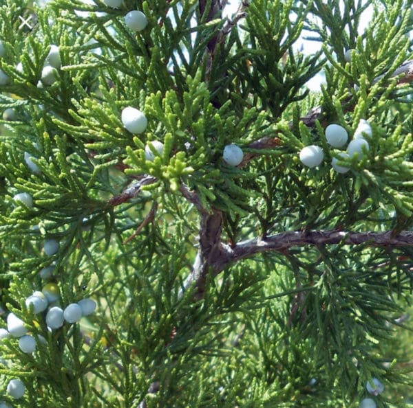 A close up of the branches and leaves of a tree