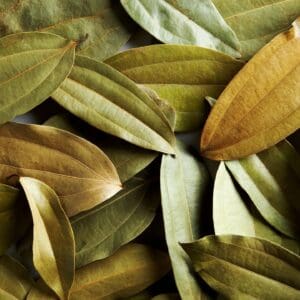 A close up of leaves on the ground