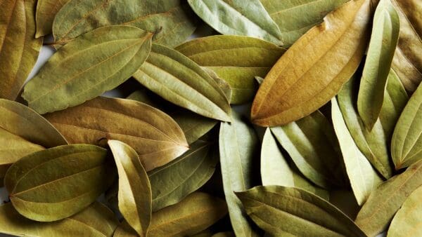 A close up of leaves on the ground