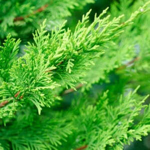 A close up of the leaves on a tree