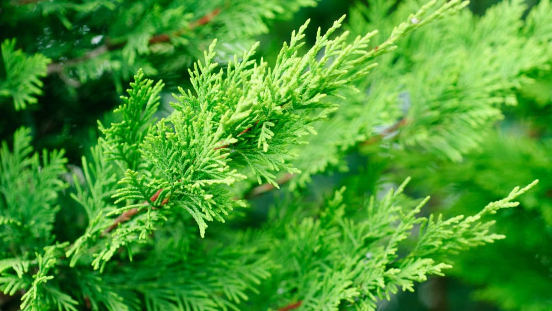 A close up of the leaves on a tree